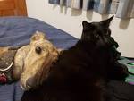 Greyhound Adoption Program NSW - Cats and greyhounds
