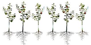 Exhibits superior anchorage in early years compared to peach and peach/almond hybrids and seems to tolerate heavy and wet soils. New Roots Are Foundation For Big Changes Cals
