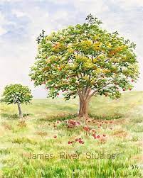 How to care for and even prevent sunburn on your fruit trees. Apple Tree Art Apple Tree Watercolor Painting Print Apple Etsy Tree Art Tree Painting Tree Watercolor Painting