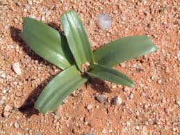 Image result for Drimia elata