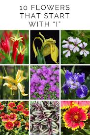 Looking at the paper about the author. 10 Flowers That Start With I Flowers Beautiful Flowers Plants