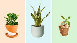 We would like to show you a description here but the site won't allow us. 7 Best Plant Subscription Boxes For Home Gardening Lovers