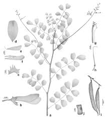 Image result for Indigofera lydenburgensis