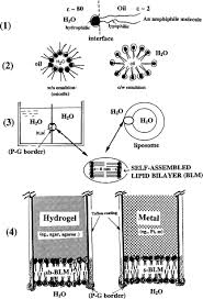 White kitchen sink materials compared with a eukaryotic cell. The Lipid Bilayer Concept And Its Experimental Realization From Soap Bubbles Kitchen Sink To Bilayer Lipid Membranes Sciencedirect