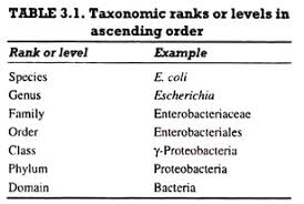 Bacterial Taxonomy Meaning Importance And Levels