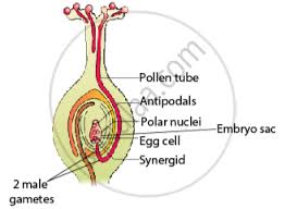Egg labeling is used worldwide, mostly in the form of labels for egg cartons. Answer The Following Question Draw The Diagram Of A Pistil Where Pollination Has Successfully Occurred Label The Parts Involved In Reaching The Male Gametes To Its Desired Destination Biology Shaalaa Com
