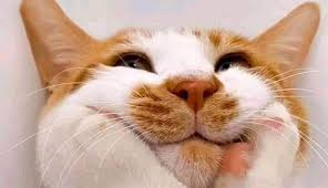 Di sini, kita bisa melihat seekor kucing yang tengah berpose keren di atas pagar di lantai atas suatu gedung. Kucing Lucu Home Facebook