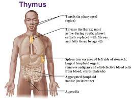 The Endocrine System Endocrine System Endocrine Lymphoid Nodule