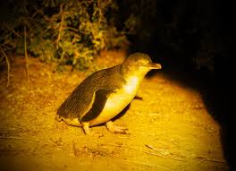 Compare prices from hundreds of major travel agents and airlines, all in one search. Excellent Transfer To And From The Penguin Tour Review Of Low Head Penguin Tours Low Head Australia Tripadvisor