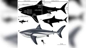 So basically the reason why the megalodon in ark looks like a slightly bigger great white is because it is literally a slightly bigger great white, as its scientific name provided by the dossier suggests a. True Size Of The Prehistoric Megalodon Shark Revealed Cnn