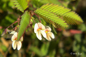 Image result for Aeschynomene nodulosa