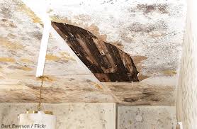 Already have mold in your carpet? How Long Does It Take For Mold To Grow Restorationmaster Finder