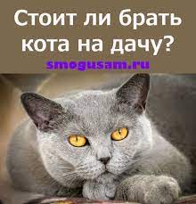 kakie opasnosti ozhidayut koshku na dache brat ili ne brat koshku na dachu koshki domashnee zhivotnoe zhivotnye
