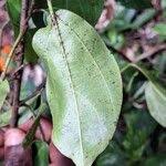 Image result for Scepocarpus