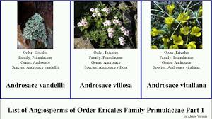 Image result for Ardisiandra wettsteinii