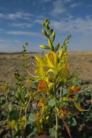 Image result for Adenolobus pechuelii