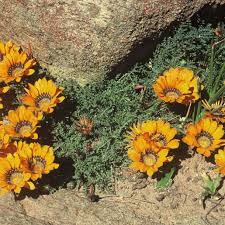 Image result for Gazania krebsiana