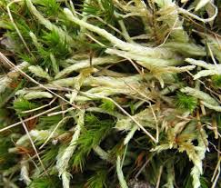 Image result for Monothecium