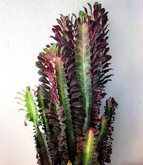 These aren't flowers so the colour is there all year round. Pin On Cacti