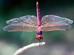 Hexapoda The Insects Wildlife Journal Junior