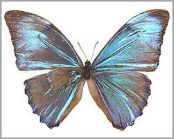The Most Expensive Butterfly In The World Zhivotnye Melki