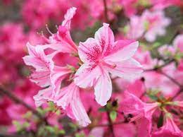 Gambar bunga mawar yang cantik cantik wallpaper free. 7 Tanaman Hias Bunga Pink Untuk Percantik Halaman Rumah