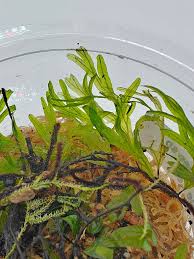 Image result for Crepidomanes