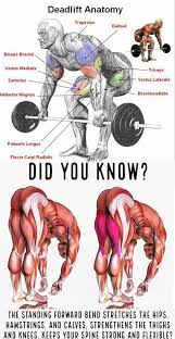 анатомия силовых тренировок для женщин скачать бесплатно полную верс Deadlifts Stretches Deadlift Dead Lift Workout Workout Regimen