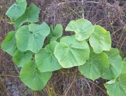 Image result for Sicyos