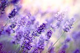 Flowers That Symbolize Peace Flower Meaning Flower Meanings Lavender Flowers Purple Flowers