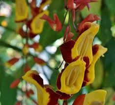 Image result for Thunbergianthus