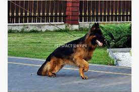 Long Hair German Shepherd Pup Fci Registered For Sale In Islamabad Pets Factory