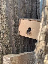 Wildbienen Im Garten Ansiedeln Und Schutzen Wildbienen Zuchten In 2020 Wildbienen Bienen Bienen Zuchten