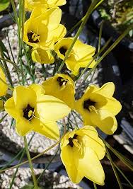 Image result for Gladiolus trichonemifolius