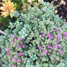 Image result for Lampranthus spp.