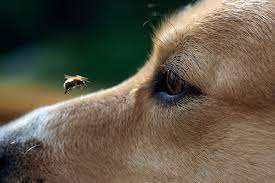 My Dog Ate A Bee Bed And Biscuit Austin