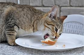 Because cats are obligate carnivores and require diets that contain mostly meat (unlike dogs who are omnivores and can live off of a variety of different foods), their bodies aren't able to digest fibrous foods as easily as dogs and don't always like the variety of people foods that dogs do, according to werber. Can Cats Eat Bread