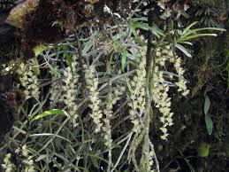 Image result for Rhipidoglossum kamerunense