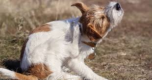Why Is My Dog Itching Zoetis Petcare