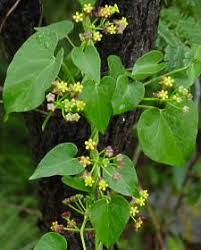 Image result for Pentarrhinum abyssinicum