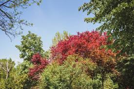 Rotahorn Baum Acer Rubrum Schnellwachsende Baume Fur Sonnigen Garten Krone In Rot Gefarbt Schattenspender Fu Roter Ahorn Schneller Wachsen Gartenarbeit