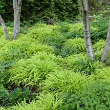 About the pampas grass fields in the sengokuhara area of hakone. Hakonechloa Macra All Gold Walters Gardens Inc