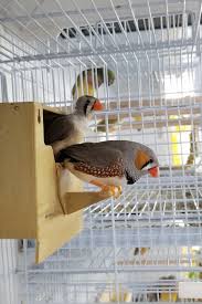 English Zebra Finches Zebra Finch Bird Breeds Pet Birds