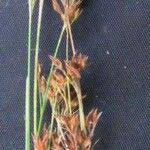 Image result for Rhynchospora rugosa