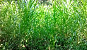 Cara Menanam Rumput Gajah Dengan Mudah Benar Panduan Lengkap Menanam Rumput Kebun