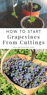 Image result for grapevine cuttings