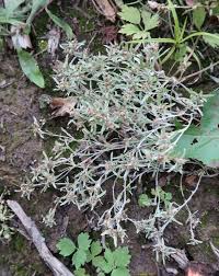 Image result for Gnaphalium polycaulon