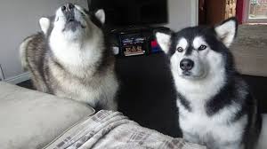 Akc giant alaskan malamute puppies for sale. Alaskan Malamute Breed Stats And Facts Lovetoknow