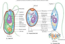 We did not find results for: Lesson 6 Protozoa