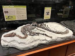 Museum of the Rockies in Bozeman, MT: A Must-Visit Attraction